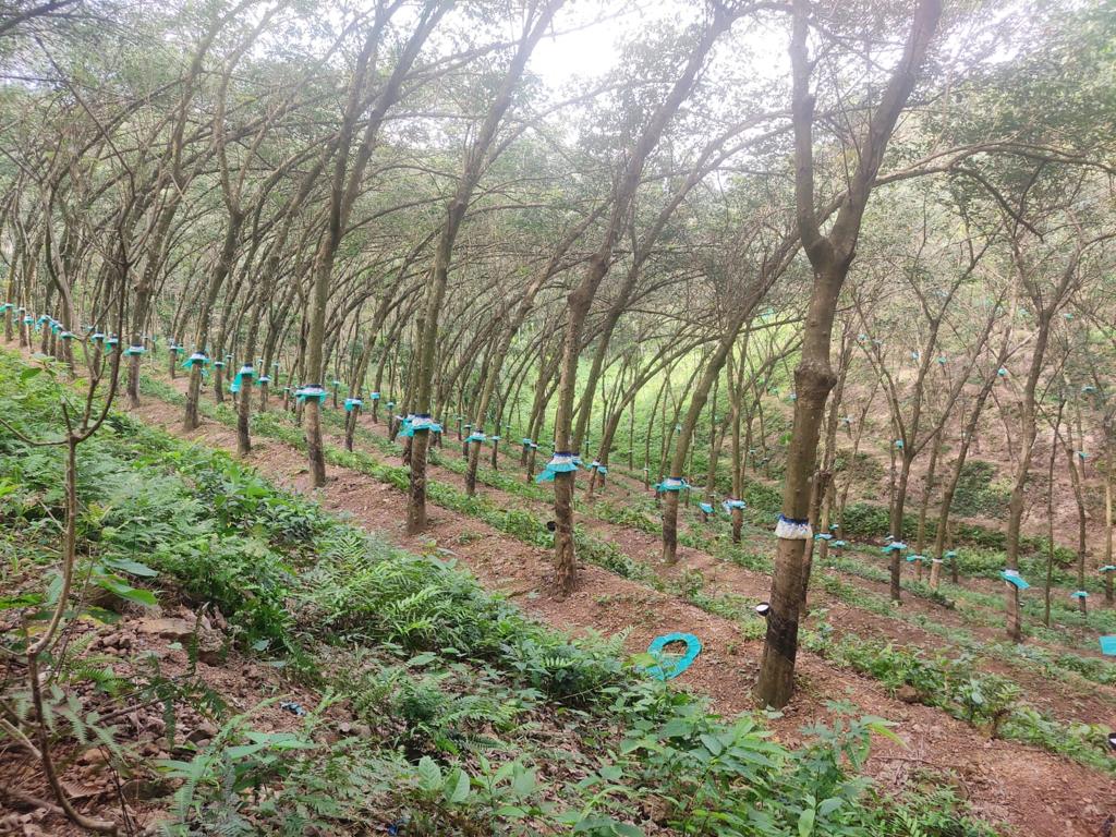 EQ8_P1007 - 3.43 Acre Rubber Plantation in Chittar