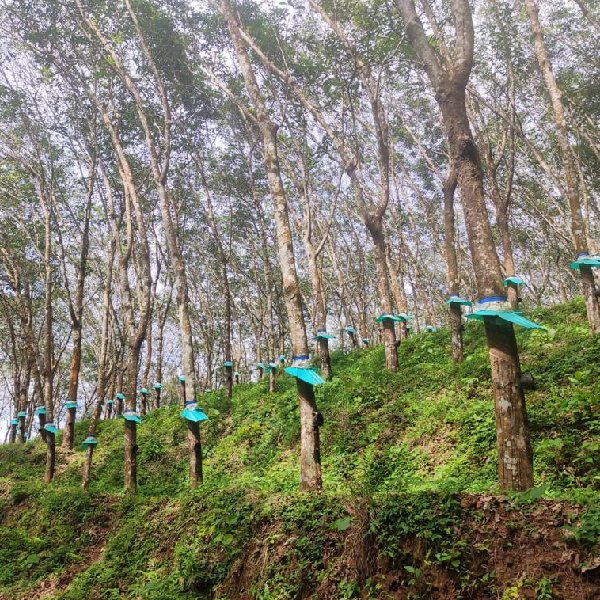 EQ8_P1004 - 20 Acre Rubber Plantation in Prime Location for Sale